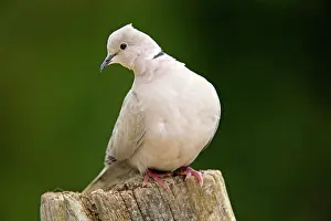 Decaocto: Collared Dove
