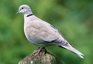 Decaocto: Collared DOVE