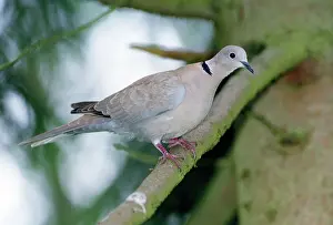 Decaocto: Collared Dove