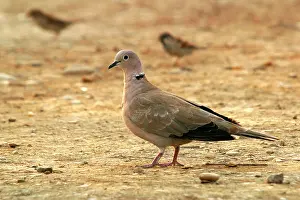 Decaocto: Collared Dove