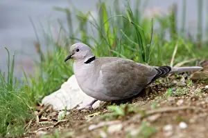 Decaocto: Collared Dove