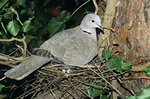 Decaocto: Collared Dove