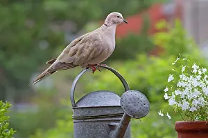Decaocto: Collared Dove