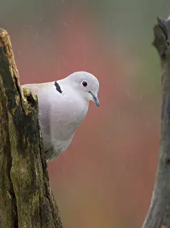 Dove: Collared Dove