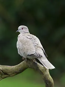 Dove: Collared Dove