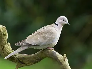 Dove: Collared Dove