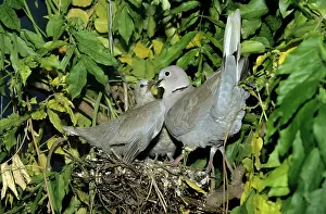 Decaocto: Collared Dove - adult and begging chick