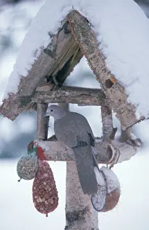 Decaocto: Collared Dove - Adult on birdtable during winter