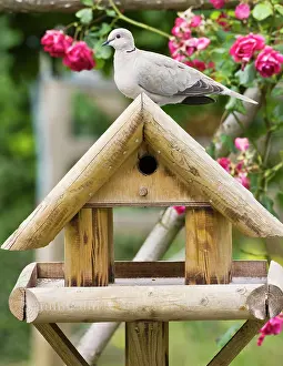 Decaocto: Collared Dove - on bird table in garden