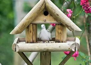 Decaocto: Collared Dove - on bird table in garden