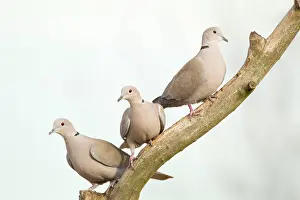 Decaocto: Collared Dove - three on branch