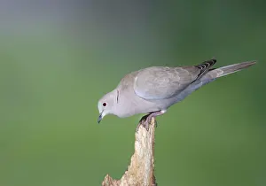 Dove: Collared Dove - on broken stump