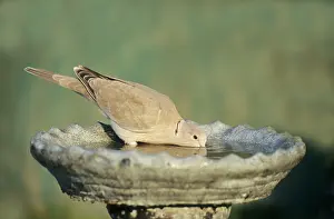 Decaocto: Collared Dove - drinking from garden birdbath