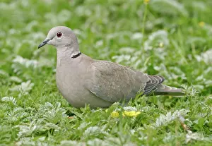 Decaocto: Collared Dove - Feeding in meadow side view