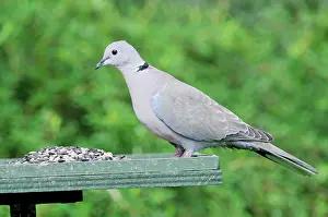 Decaocto: Collared Dove - at feeding table