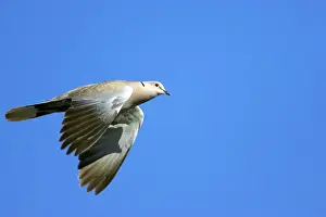 Decaocto: Collared Dove - In flight
