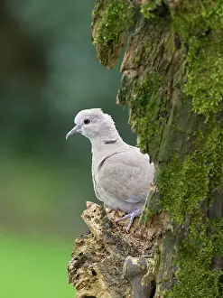 Dove: Collared Dove - juvenile
