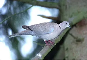 Doves: COLLARED DOVE -ON BRANCH