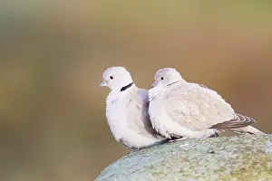 Decaocto: Collared Dove - Pair on roof