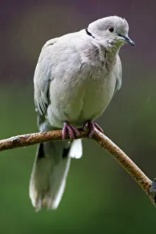 Decaocto: Collared Dove perched on branch in the rain