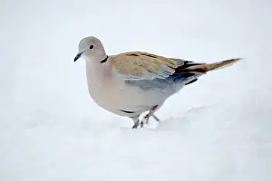 Decaocto: Collared Dove - in the snow