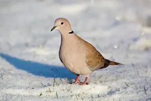 Decaocto: Collared Dove - in the snow