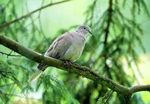 Decaocto: Collared Dove - In tree