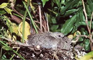 Dove: Collared Dove - young in nest
