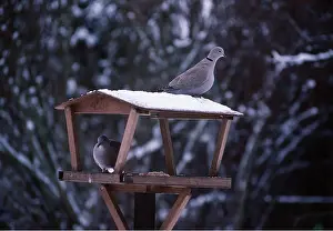 Tables: COLLARED DOVES - two on bird table