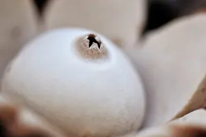 Triple: Collared Earthstar