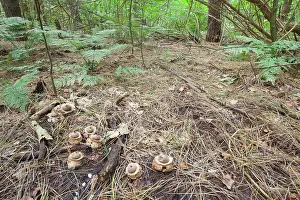 Dijkgatbos: Collared Earthstar