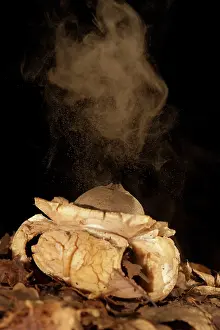 Spore: Collared Earthstar