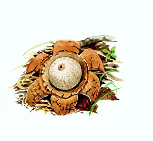 Earthstar: Collared Earthstar