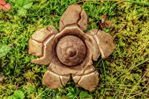 Dicaryomycota: Collared earthstar (Geastrum triplex), Jura, France