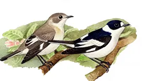 Ficedula: Collared Flycatcher