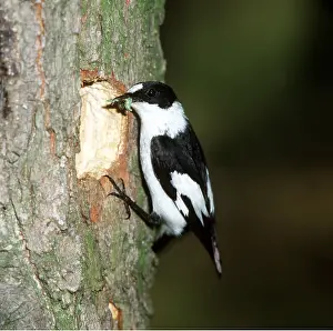 Zdenek Tunka: COLLARED FLYCATCHER - at nest hole