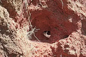 Semitorquatus: Collared Forest-Falcon on nest