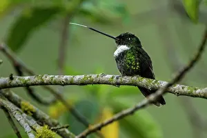 Incas: Collared Inca, Chicaque Natural Park, Colombia