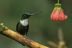 Inca: Collared Inca, Chicaque Natural Park, Colombia