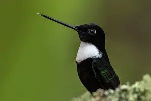 Inca: Collared Inca, Chicaque Natural Park, Colombia