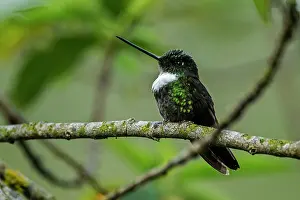 Inca: Collared Inca, Chicaque Natural Park, Colombia
