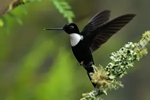 Inca: Collared Inca, flying, Chicaque Natural Park, Colombia