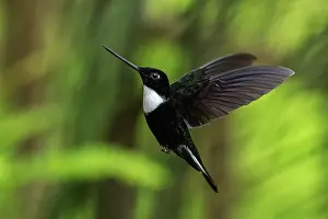 Inca: Collared Inca, flying, Chicaque Natural Park, Colombia