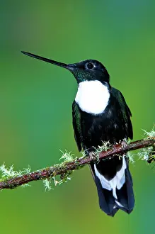 Inca: Collared Inca Hummingbird