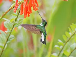 Inca: Collared Inca Hummingbird ' Feeding at flower Co