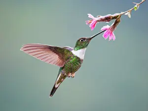 Inca: Collared Inca Hummingbird ' Feeding at flower Co