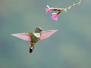 Inca: Collared Inca Hummingbird ' Feeding at flower Co