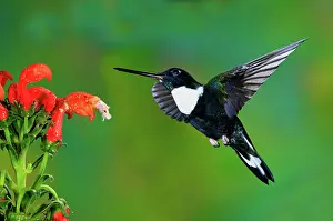 Pollinating: Collared Inca Hummngbird