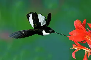 Pollinating: Collared Inca Hummngbird