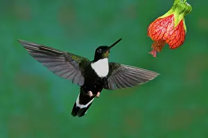 Pollinating: Collared Inca Hummngbird
